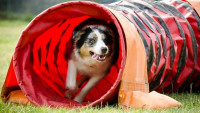 agility Foto z www.agility2023.cz